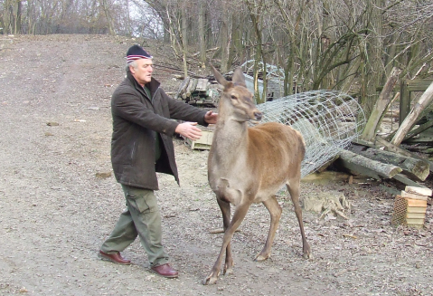 Vendgltnk s szeld szarvasa; Bambi.