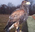 Harris Hawk fiatal toj - Foto: Feket Sndor