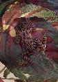 Mutats lombozatot kedvel bkim: cassina maculata.