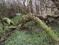 Egy sztvetett lb perverz nstnyfa leselkedett a srben rnk vszesen!:)